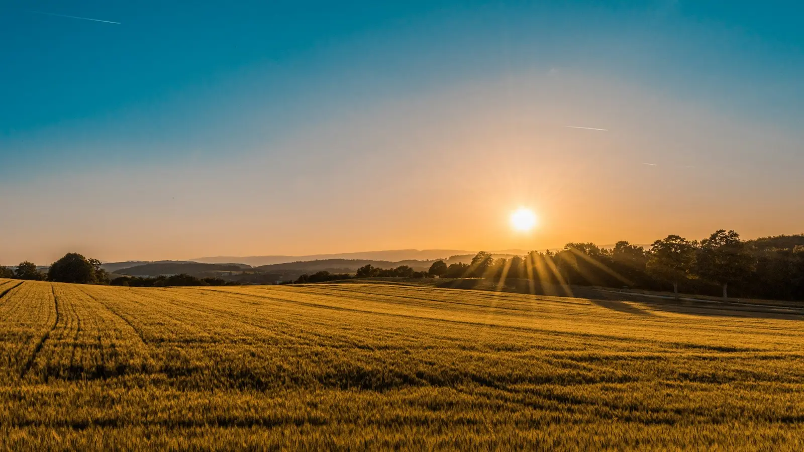 Web design in Bentley, Alberta — the golden farm country and open grain fields of central Alberta at sunset