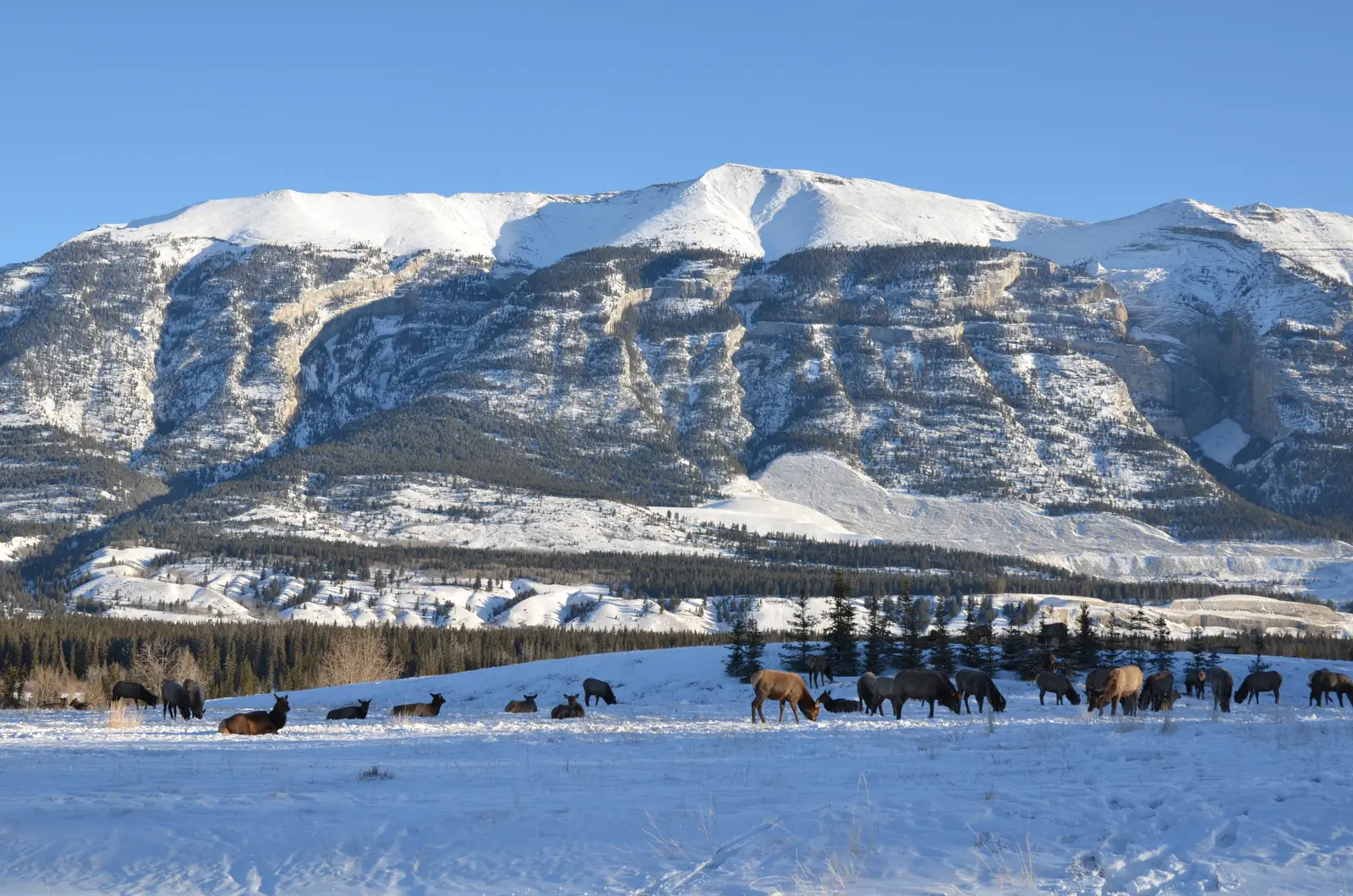 Web design in Benchlands, Canmore, Alberta — Grotto Mountain, Canmore, Alberta — the peak that rises directly above the Benchlands community